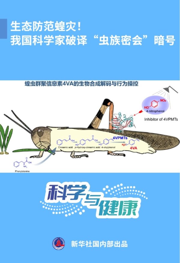 招财猫配资 生态防范蝗灾！我国科学家破译“虫族密会”暗号_大皖新闻 | 安徽网